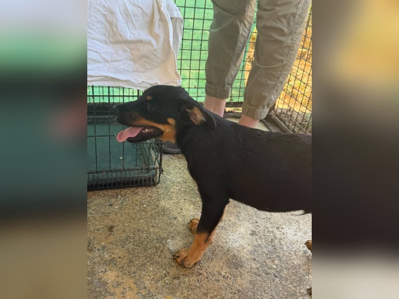 Bruce sucht tolles Zuhause