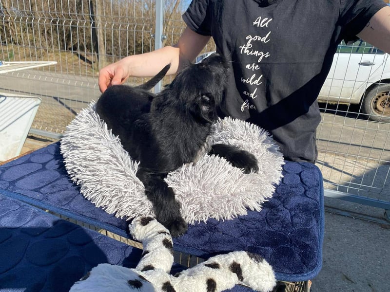 Holly, unbedarft und zuckersüß