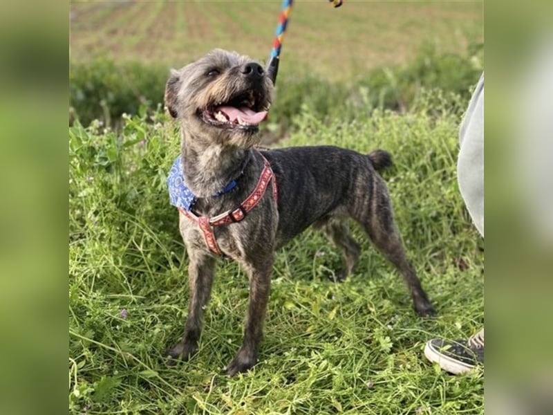 Bruno - Mischlingshund sucht ein Zuhause