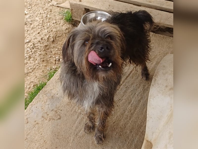 Bruno - Mischlingshund sucht ein Zuhause