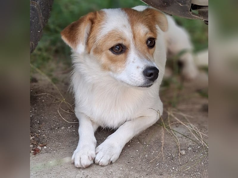 Liza - sucht ein Zuhause- vorgemerkt