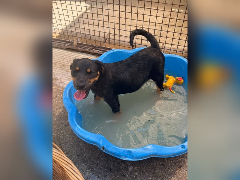 Bruce sucht tolles Zuhause