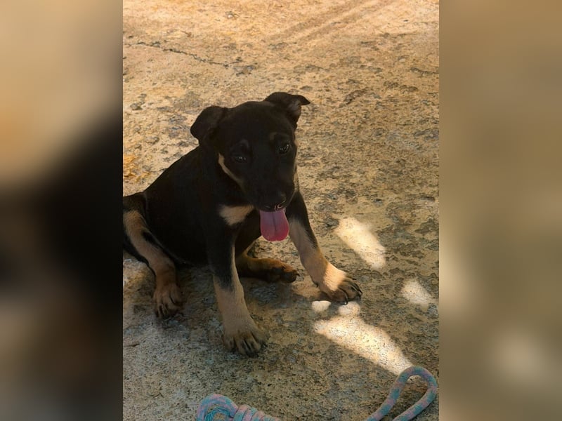 Cora, sucht liebevolles Zuhause