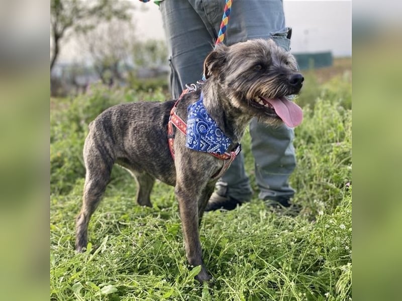 Bruno - Mischlingshund sucht ein Zuhause