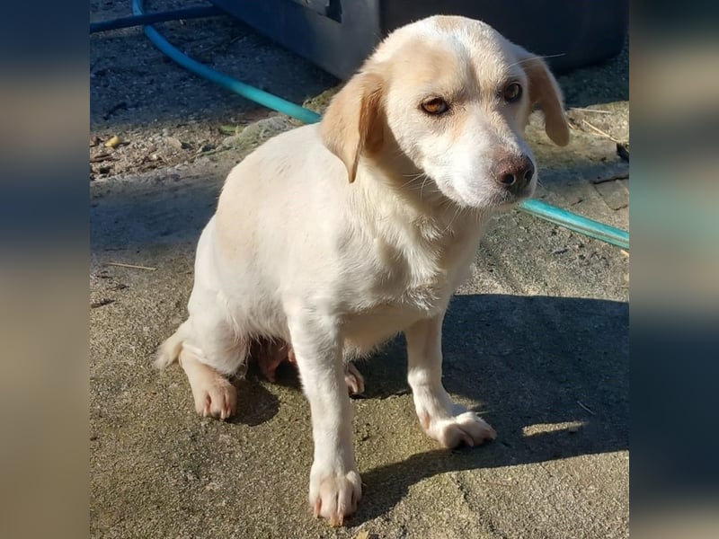 Mirka- sucht ein Zuhause-vorgemerkt