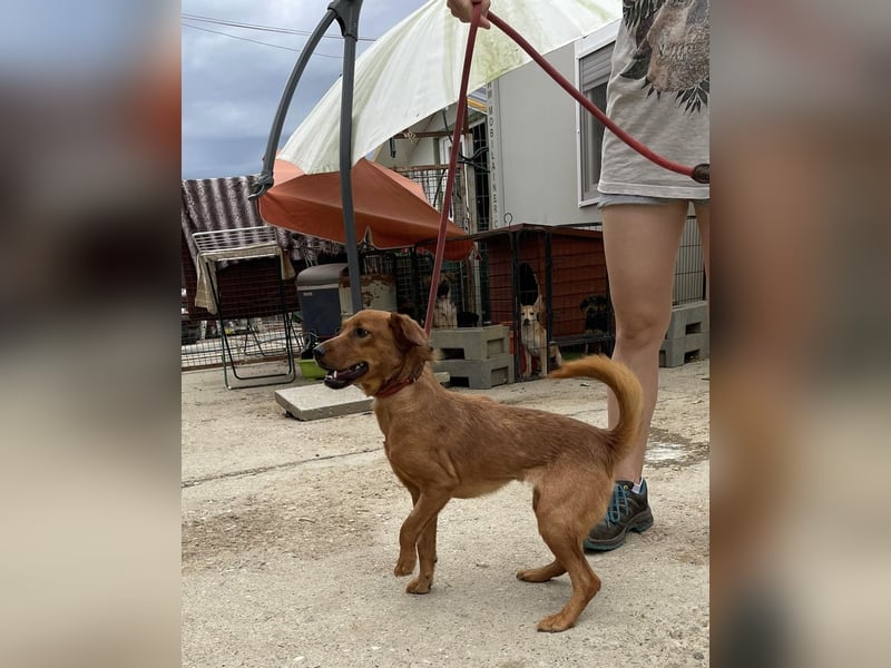 Ronja, bezaubernde junge Hündin