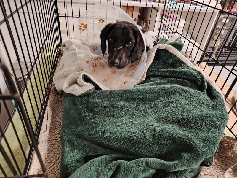 Angus,unser Notfällchen braucht dringend ein ruhiges Plätzchen