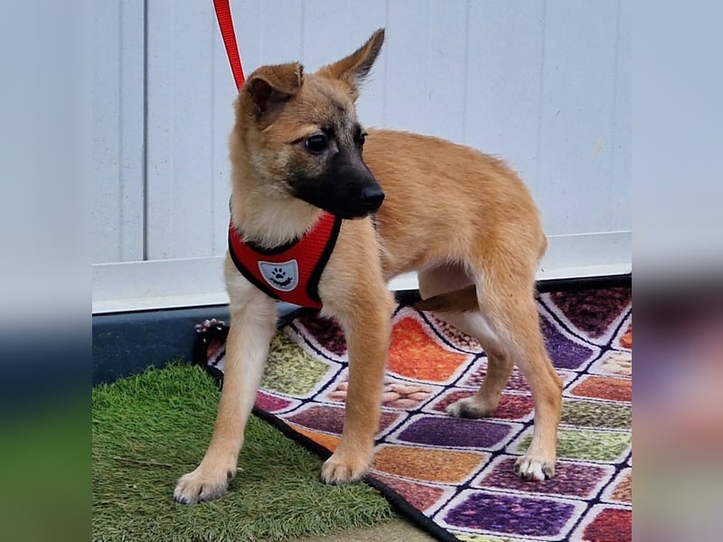 Dafke Glück auf 4 Pfoten sucht ihr Zuhause