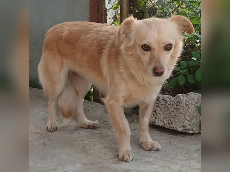 Romy: sucht ein Zuhause/Pflegestelle