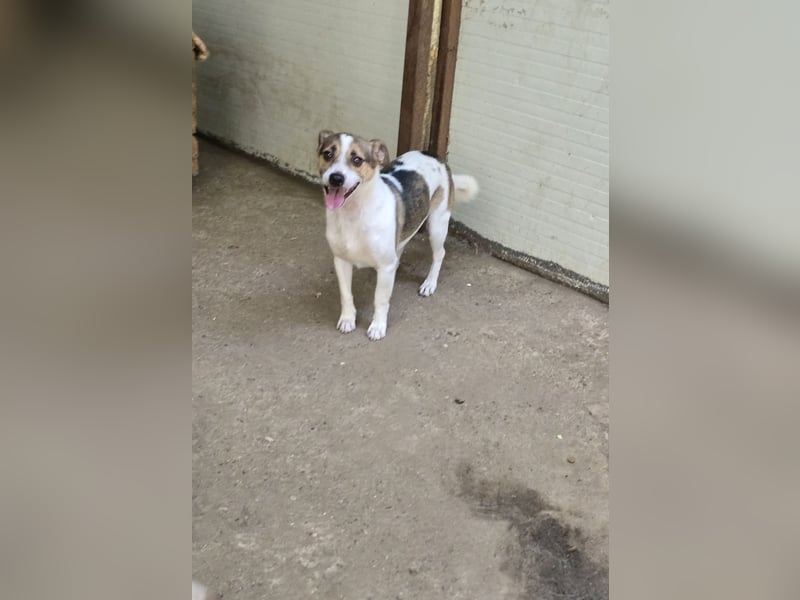 Olaf, kleiner Junghund, ca, 2 ¾ Jahre, schüchtern, vorsichtig, neugierig, sozial