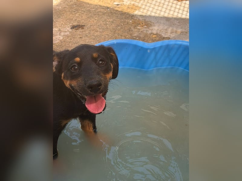 Bruce sucht tolles Zuhause