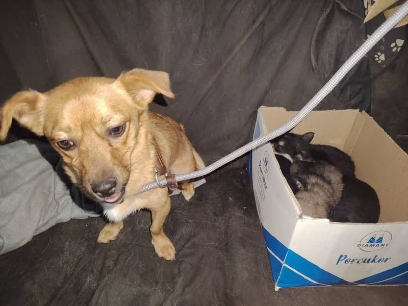 Gina, tolle Hundemama sucht eine eigene Familie