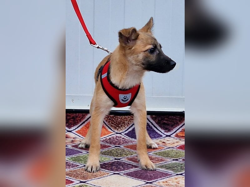 Dafke Glück auf 4 Pfoten sucht ihr Zuhause