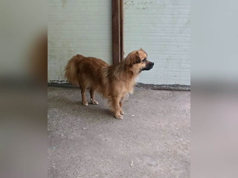 Sly, 3 ½ jähriger Bub, klein, schüchtern, sozial, interessiert