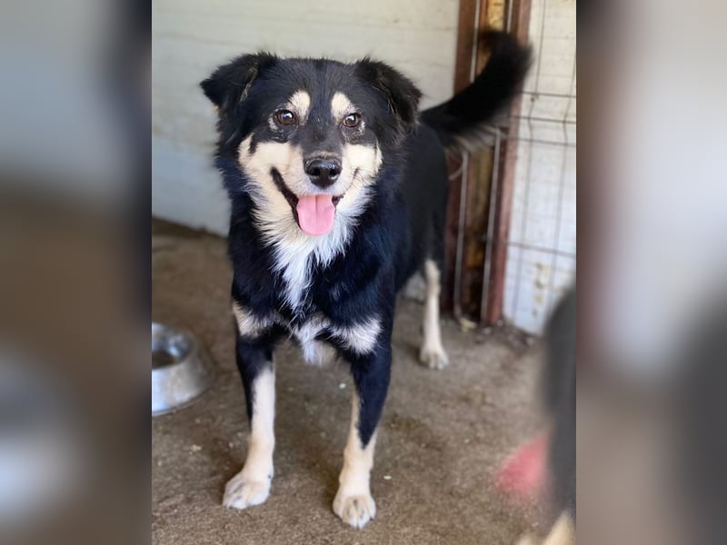 Marian 6 jähriger Lausbub, SH ca. 40 cm, sozial, freundlich, selbstbewusst