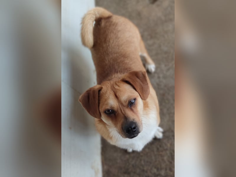 Dusty, 4 Jahre , kleines Energiebündel