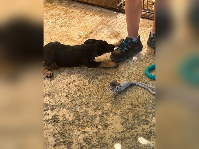 Cora, sucht liebevolles Zuhause