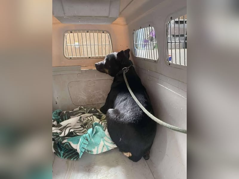 Padlas benötigt souveräne Unterstützung