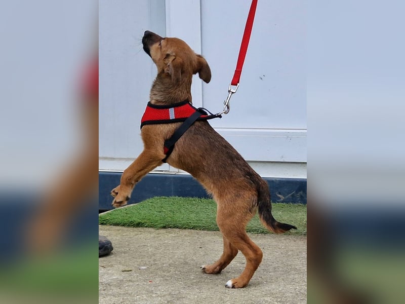 Dalia kleines Wunder sucht ihre Menschen