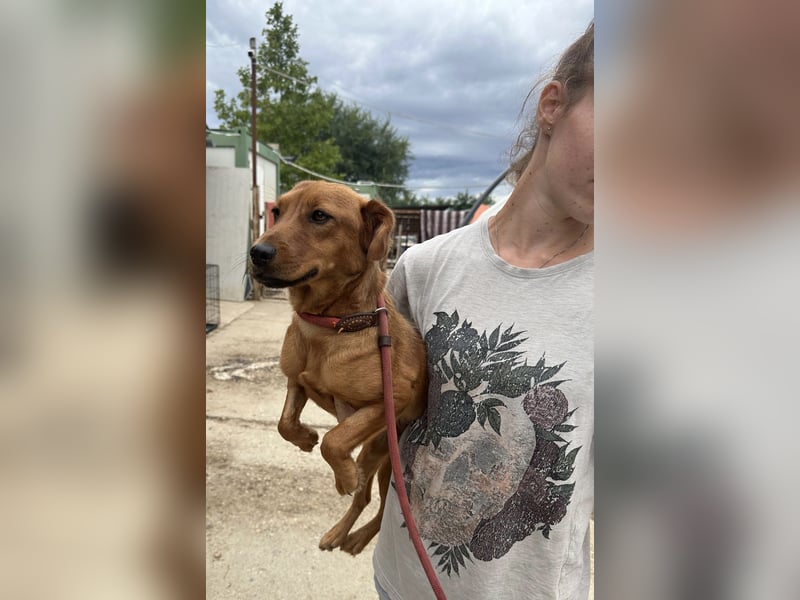 Ronja, bezaubernde junge Hündin