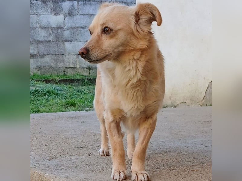 Romy: sucht ein Zuhause/Pflegestelle