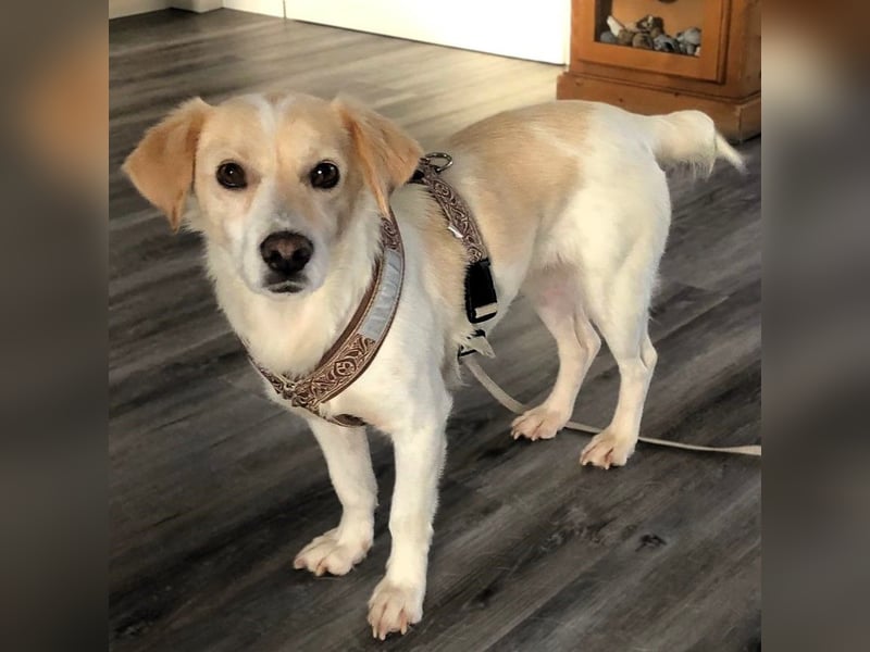 Mirka- sucht ein Zuhause-vorgemerkt