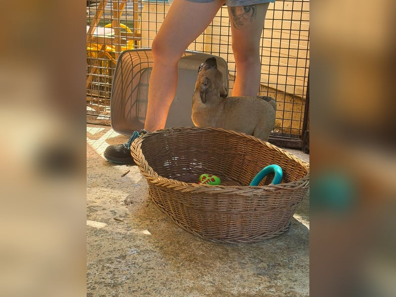 Bella, putzmunter und verspielt