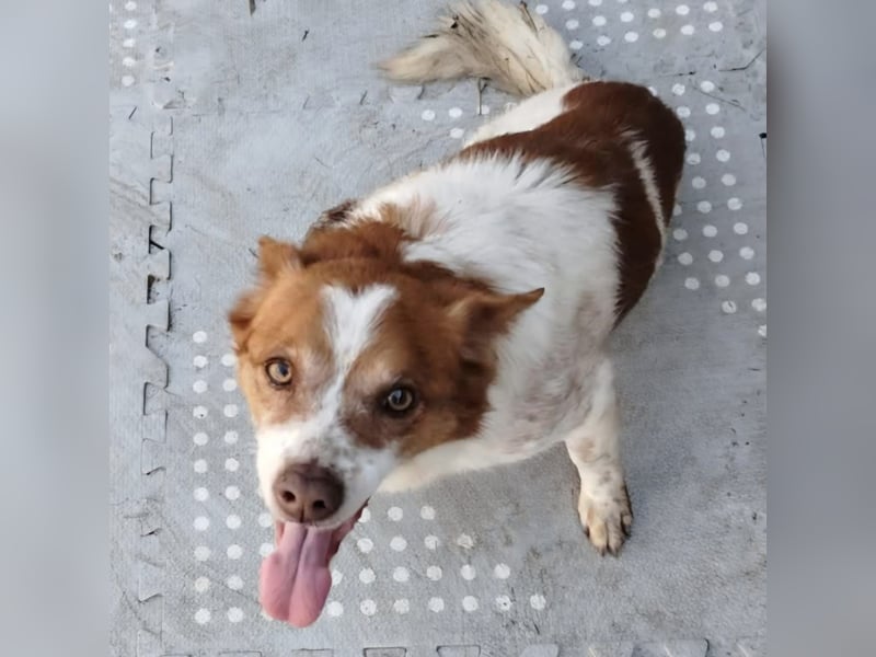 Milo: sucht ein Zuhause / eine Pflegestelle
