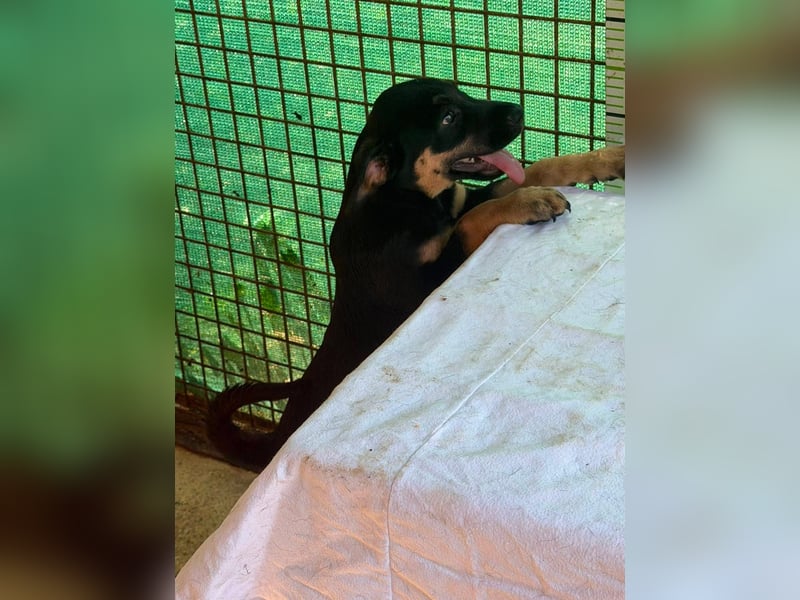 Cora, sucht liebevolles Zuhause