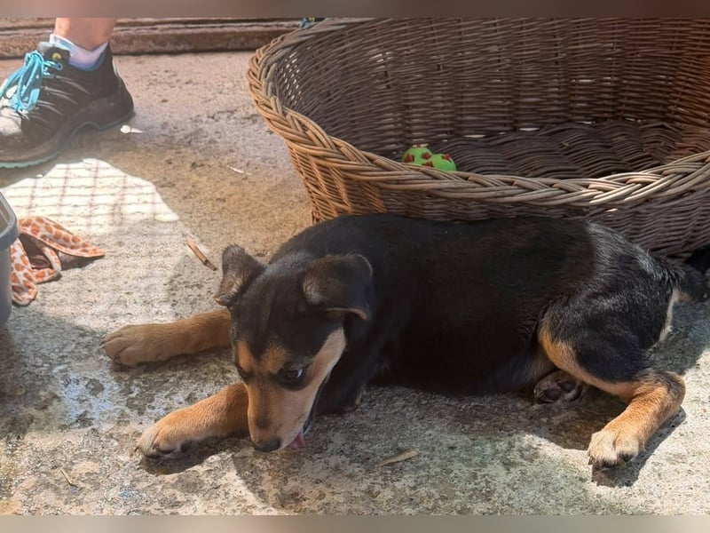 Lee, kleine Schnuckelmaus sucht aktive Familie