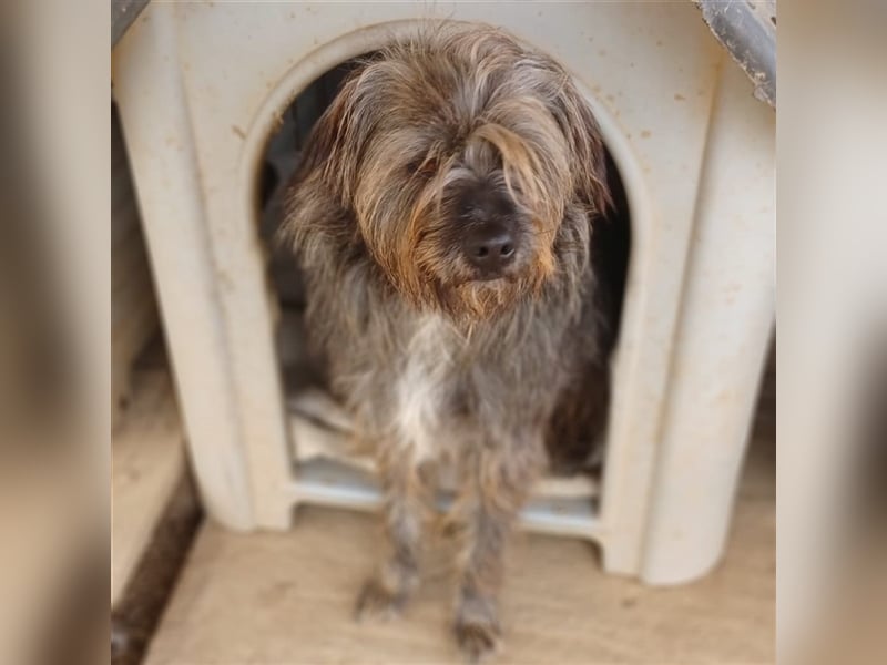 Bruno - Mischlingshund sucht ein Zuhause