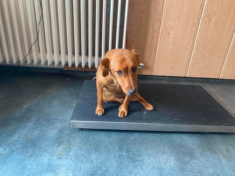 Ronja, bezaubernde junge Hündin