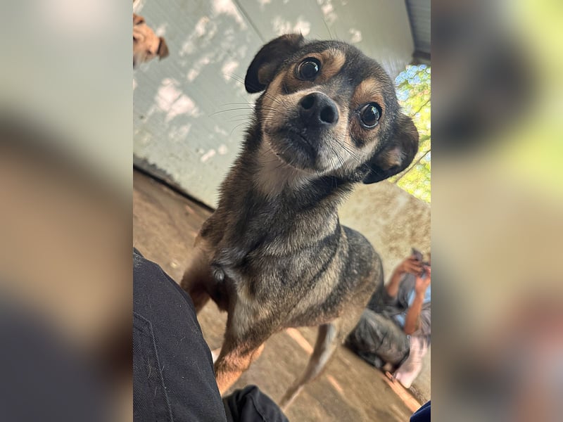 Toffy, kleiner 2 1/2 Jähriger Bub, , freundlich, aufgeweckt, lieb)