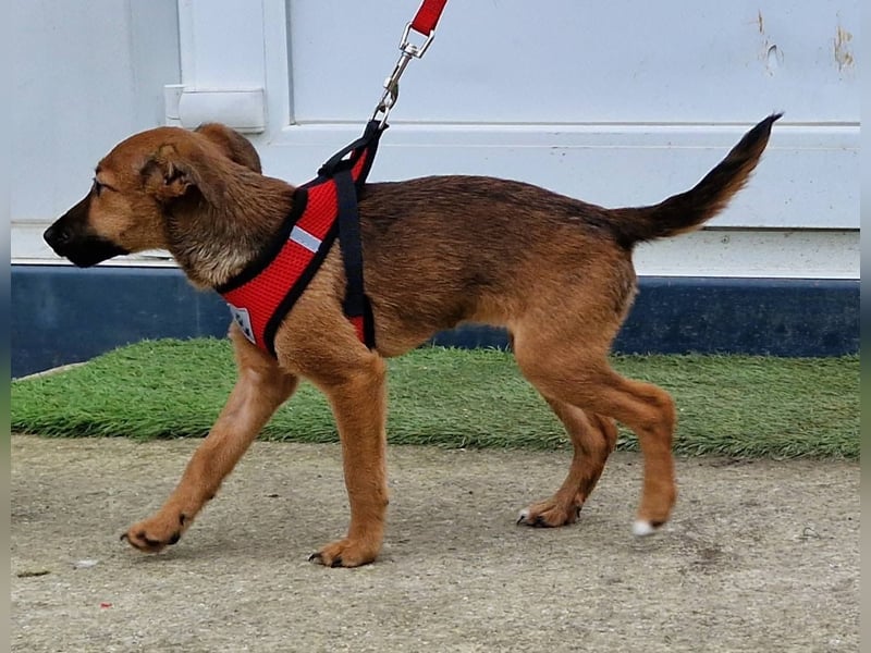 Dalia kleines Wunder sucht ihre Menschen