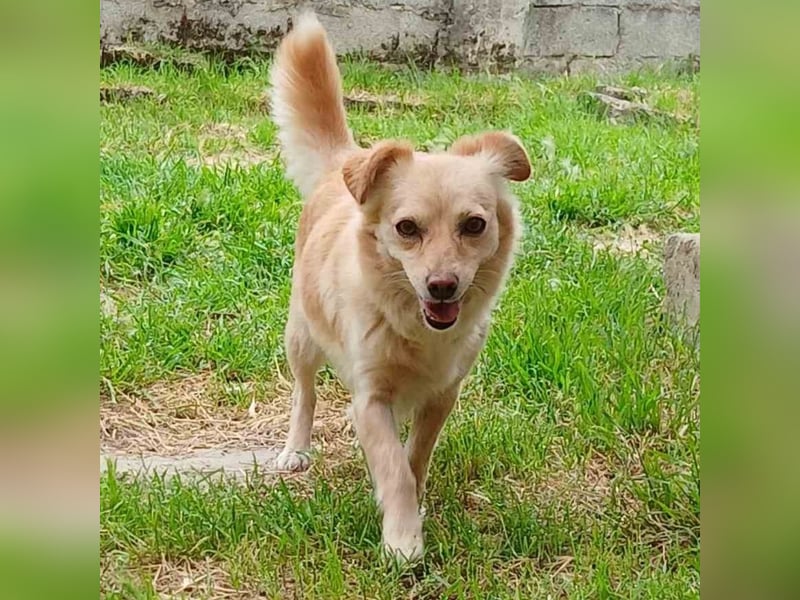 Romy: sucht ein Zuhause/Pflegestelle