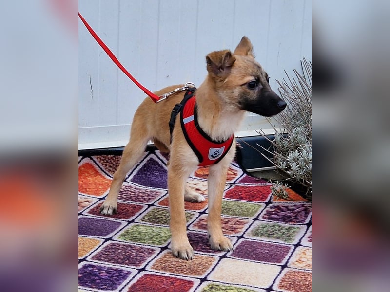 Dafke Glück auf 4 Pfoten sucht ihr Zuhause