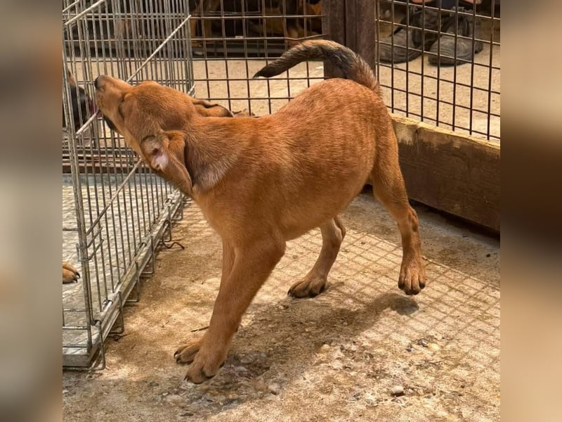 Dori, eine von vielen möchte nicht im Tierheim bleiben