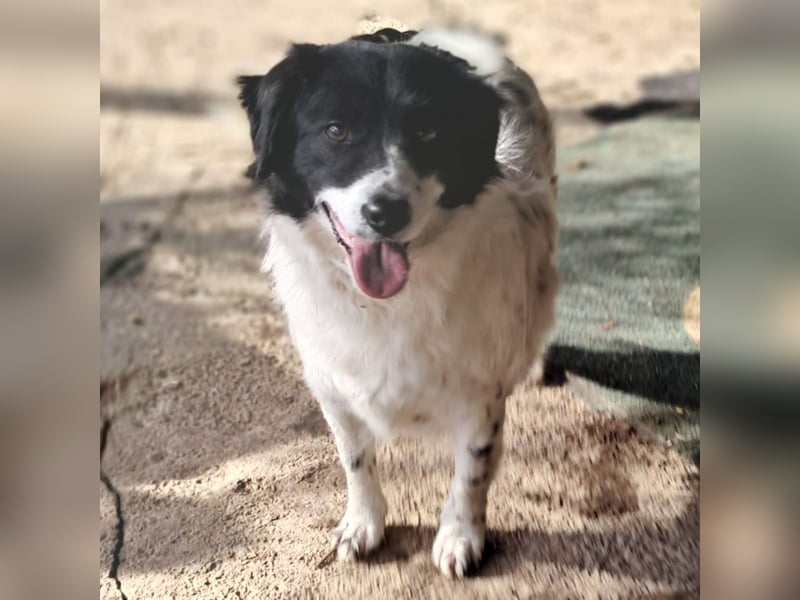 Chara, sucht ein Zuhause- ist vorgemerkt