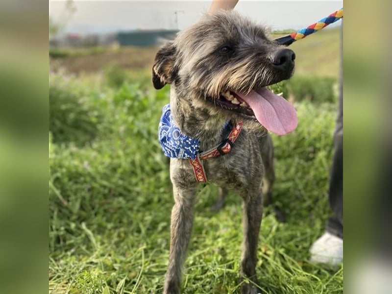 Bruno - Mischlingshund sucht ein Zuhause