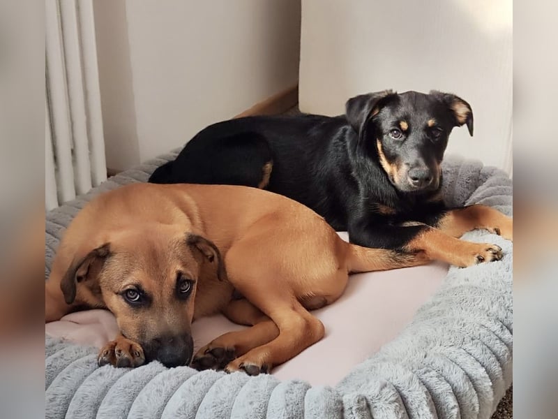 Bruce sucht tolles Zuhause