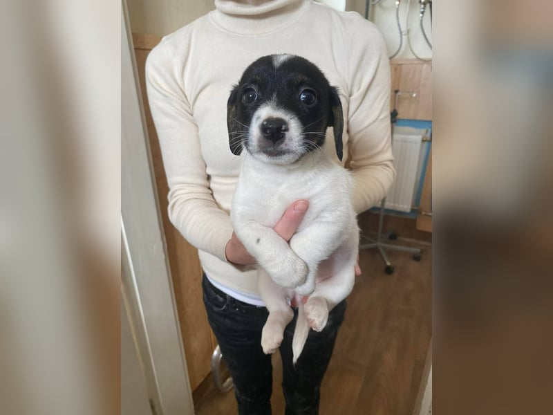 Mandarin, genauso süß wie die Geschwister