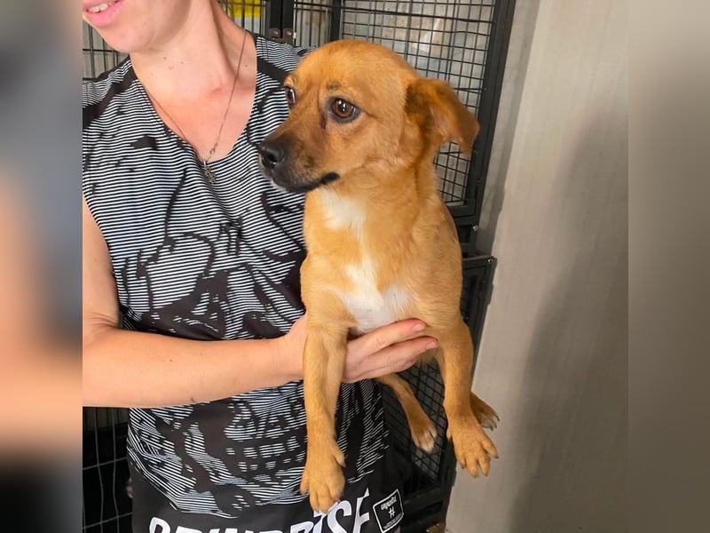 Gina, tolle Hundemama sucht eine eigene Familie