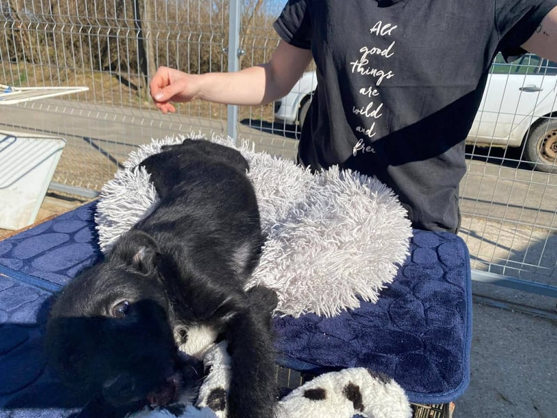 Holly, unbedarft und zuckersüß