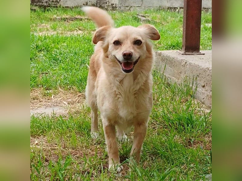 Romy: sucht ein Zuhause/Pflegestelle