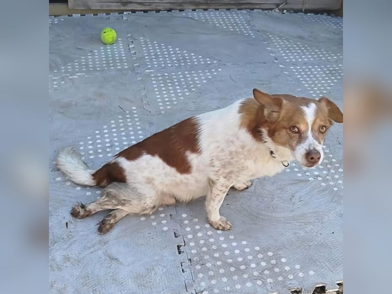 Milo: sucht ein Zuhause / eine Pflegestelle