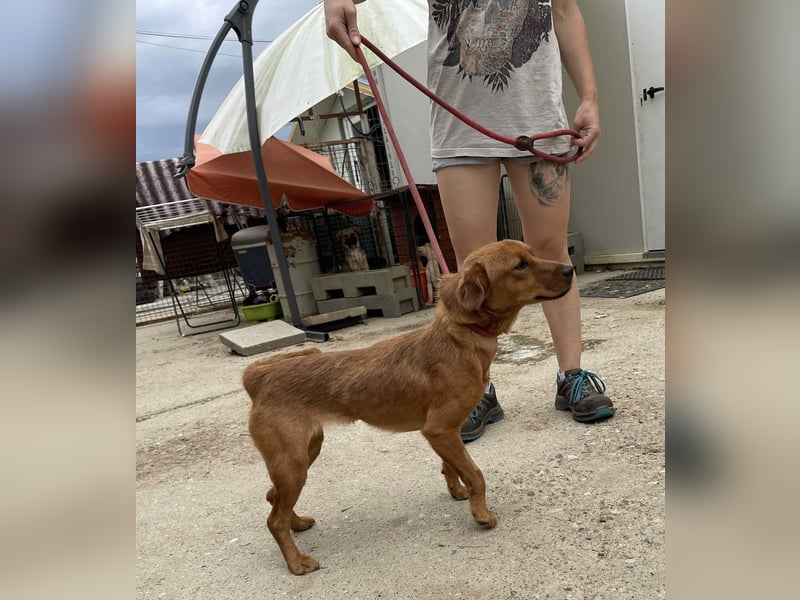 Ronja, bezaubernde junge Hündin