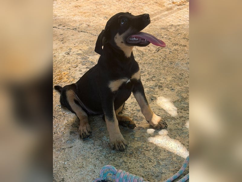 Cora, sucht liebevolles Zuhause