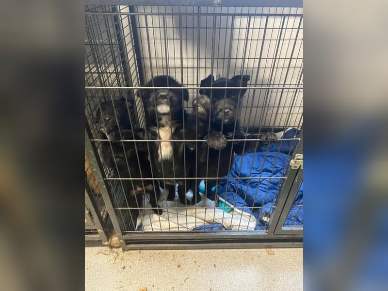 Holly, unbedarft und zuckersüß