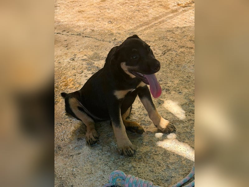 Cora, sucht liebevolles Zuhause