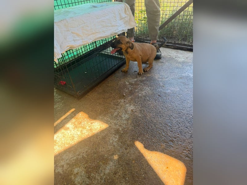 Bella, putzmunter und verspielt